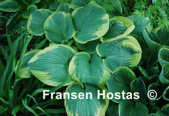 Hosta Robert Frost